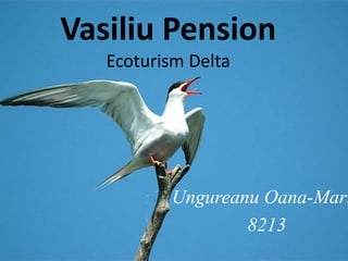 Vasiliu Pension
Ecoturism Delta
Ungureanu Oana-Mari
8213
 