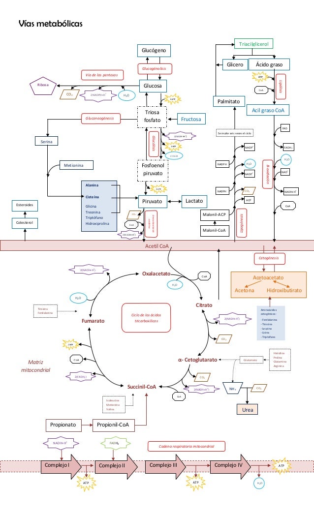 Vías metabólicas integradas