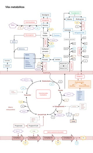 Vías metabólicas
Vía de las pentosas
Fructosa
Lipólisis
Triacilglicerol
Acetil CoA
Glicero
l
Palmitato
Colesterol
Esteroides
GlucólisisDescarboxilación
oxidativa
2(NADH+H
+
)
Lactato
Alanina
Cisteína
Glicina
Treonina
Triptófano
Hidroxiprolina
Gluconeogénesis
Serina
Metionina
Piruvato
Fosfoenol
piruvato
Ribosa
CO2 2 NADPH+H
*
H2O
Triosa
fosfato
Glucógeno
Glucosa
2 ATP
2(NADH+H+
)
2 (H2O)
2 ATP
2 ATP
CO2
CoA
H2O
Acil graso CoA
Ácido graso
CoA
ATP
FAD
FADH2
NAD
+
NADH+H
+
CoA
Β-oxidación
Lipogénesis
Malonil-ACP
Malonil-CoA
CO2
ACP
NADPH
NADP
+
H2ONADPH
NADP
+
Se repite seis veces el ciclo
Glucogénolisis
Aminoácidos
cetogénicos:
- Fenilalanina
- Tirosina
- Leucina
- Lisina
- Triptófano
Acetoacetato
Acetona Hidroxibutirato
Cetogénesis
Isoleucina
Metionina
Valina
Propionil-CoAPropionato
Tirosina
Fenilalanina
Ciclo de los ácidos
tricarboxílicos
NH3
Urea
Histidina
Prolina
Glutamina
Arginina
Glutamato
CO2
ATP
Complejo I Complejo II Complejo IVComplejo III
Cadena respiratoria mitocondrial
NADH+H
+
FADH2
ATP
ATP H2O
Matriz
mitocondrial
Citrato
α- Cetoglutarato
2(NADH+H
+
)
Oxalacetato CoA
H2O
CO2
CO2
2(NADH+H
+
)
CoA
Succinil-CoA
Fumarato
2(FADH2)
)
CoA
2 ATP
H2O
2(NADH+H
+
)