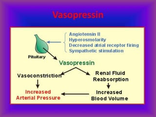 Vasopressin
 
