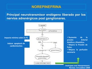 NOREPINEFRINA
Principal neurotransmisor endógeno liberado por los
nervios adrenérgicos post ganglionares.
Aumento de la
presión Arterial
Sistólica y Diastólica.
Mejora la Presión de
Pulso.
Mejora la perfusión
coronaria
Impacto mínimo sobre le FC
Induce apoptosis de
cardiomiocitos
Inotropes and Vasopressors:
Review. Circulation 2008
 