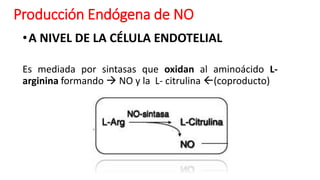 Producción Endógena de NO
•A NIVEL DE LA CÉLULA ENDOTELIAL
Es mediada por sintasas que oxidan al aminoácido L-
arginina formando  NO y la L- citrulina (coproducto)
 