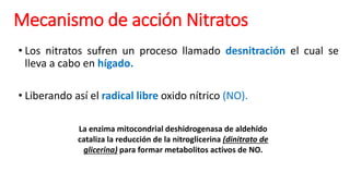 Mecanismo de acción Nitratos
• Los nitratos sufren un proceso llamado desnitración el cual se
lleva a cabo en hígado.
• Liberando así el radical libre oxido nítrico (NO).
La enzima mitocondrial deshidrogenasa de aldehído
cataliza la reducción de la nitroglicerina (dinitrato de
glicerina) para formar metabolitos activos de NO.
 
