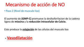 • Paso 2 (Nivel de musculo liso)
El aumento de (GMP-C) promueve la desfosforilacion de la cadena
ligera de miosina y la reducción intracelular de Calcio.
Esto produce la relajación de las células del musculo liso
= Vasodilatación
Mecanismo de acción de NO
 