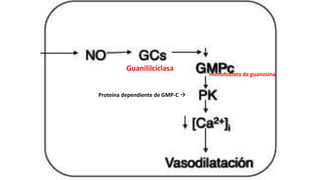 Guanililciclasa
Proteína dependiente de GMP-C 
monofosfato de guanosina
 