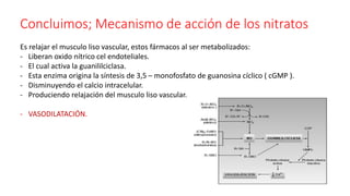 Concluimos; Mecanismo de acción de los nitratos
Es relajar el musculo liso vascular, estos fármacos al ser metabolizados:
- Liberan oxido nítrico cel endoteliales.
- El cual activa la guanililciclasa.
- Esta enzima origina la síntesis de 3,5 – monofosfato de guanosina cíclico ( cGMP ).
- Disminuyendo el calcio intracelular.
- Produciendo relajación del musculo liso vascular.
- VASODILATACIÓN.
 