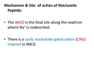 Mechanism & Site of action of Natriuretic 
Peptide: 
• The IMCD is the final site along the nephron 
where Na+ is reabsorbed. 
• There is a cyclic nucleotide gated cation (CNG) 
channel in IMCD. 
 