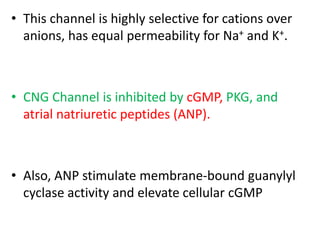 • This channel is highly selective for cations over 
anions, has equal permeability for Na+ and K+. 
• CNG Channel is inhibited by cGMP, PKG, and 
atrial natriuretic peptides (ANP). 
• Also, ANP stimulate membrane-bound guanylyl 
cyclase activity and elevate cellular cGMP 
 