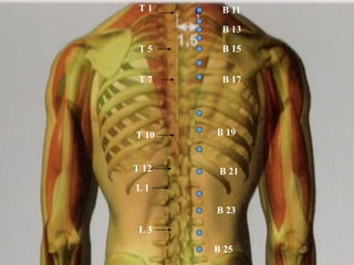 B 11T 1
T 5
T 7
T 10
T 12
B 13
B 15
B 17
B 19
B 21
L 1
L 3
B 23
B 25
 