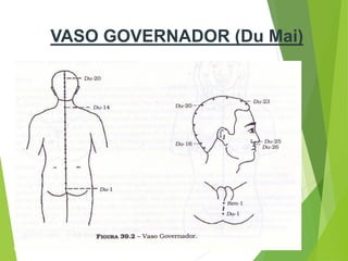 VASO GOVERNADOR (Du Mai)
 