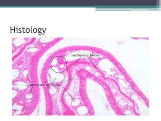 Vasomotor and atrophic rhinitis | PPTX