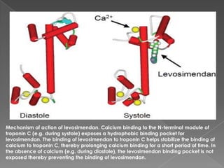 Mechanism of action of levosimendan. Calcium binding to the N-terminal module of
troponin C (e.g. during systole) exposes a hydrophobic binding pocket for
levosimendan. The binding of levosimendan to troponin C helps stabilize the binding of
calcium to troponin C, thereby prolonging calcium binding for a short period of time. In
the absence of calcium (e.g. during diastole), the levosimendan binding pocket is not
exposed thereby preventing the binding of levosimendan.
 