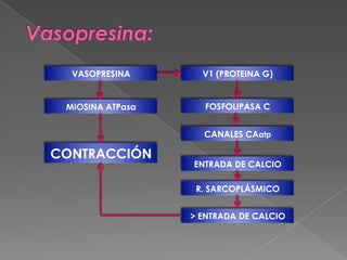 VASOPRESINA       V1 (PROTEINA G)


 MIOSINA ATPasa      FOSFOLIPASA C


                    CANALES CAatp

CONTRACCIÓN
                  ENTRADA DE CALCIO

                   R. SARCOPLÁSMICO


                  > ENTRADA DE CALCIO
 