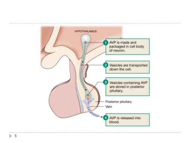 controlled release j Vasopressin antagonist agonista and controlled release j Vasopressin antagonist agonista and