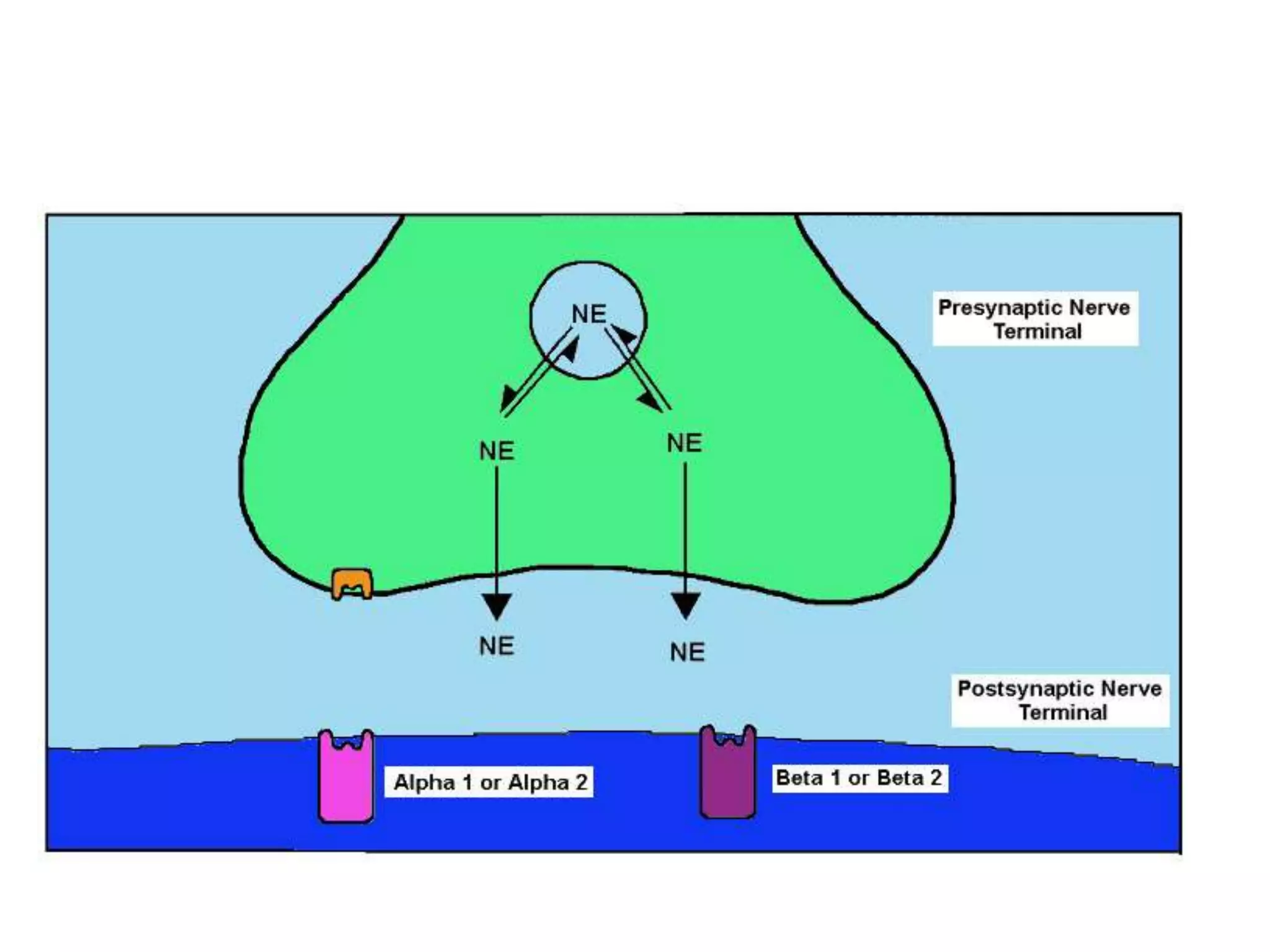 Vasopressors In Icu PPT vasopressors-in-icu-ppt