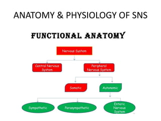 ANATOMY & PHYSIOLOGY OF SNS
 