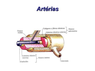 Artérias 