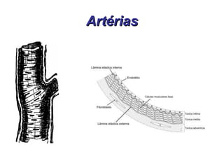 Artérias 
