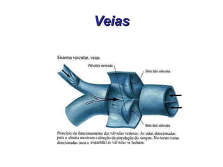 Veias 