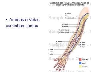 Artérias e Veias caminham juntas 