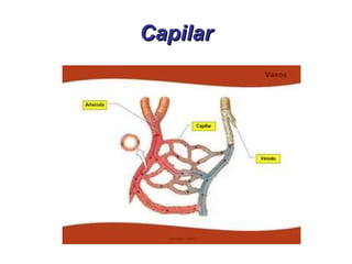 Capilar 