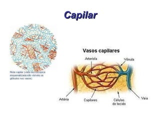 Capilar 
