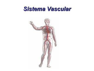 Sistema Vascular 