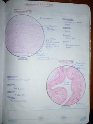 Histología de Vasos sanguíneos