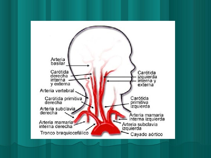 Vasos de la cabeza y del cuello
