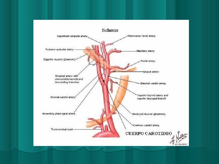 Como curar la osteocondrosis del cuello y el vértigo