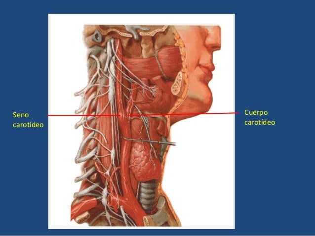 No ayudan que anestesian al dolor en la espalda