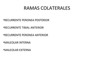 RAMAS COLATERALES
•RECURRENTE PERONEA POSTERIOR
•RECURRENTE TIBIAL ANTERIOR
•RECURRENTE PERONEA ANTERIOR
•MALEOLAR INTERNA
•MALEOLAR EXTERNA
 
