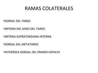 RAMAS COLATERALES
•DORSAL DEL TARSO
•ARTERIA DEL SENO DEL TARSO
•ARTERIA SUPRATARSIANA INTERNA
•DORSAL DEL METATARSO
•INTERÓSEA DORSAL DEL PRIMER ESPACIO
 
