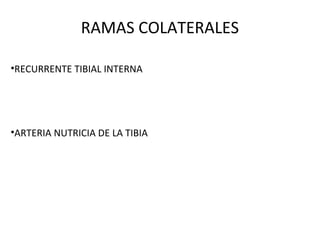 RAMAS COLATERALES
•RECURRENTE TIBIAL INTERNA
•ARTERIA NUTRICIA DE LA TIBIA
 