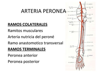 ARTERIA PERONEA
RAMOS COLATERALES
Ramitos musculares
Arteria nutricia del peroné
Ramo anastomotico transversal
RAMOS TERMINALES
Peronea anterior
Peronea posterior
 