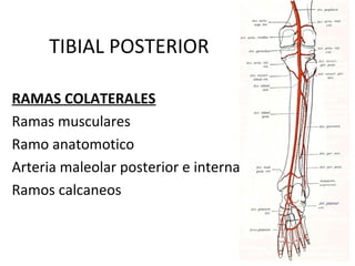 TIBIAL POSTERIOR
RAMAS COLATERALES
Ramas musculares
Ramo anatomotico
Arteria maleolar posterior e interna
Ramos calcaneos
 