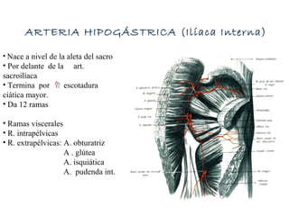 • Nace a nivel de la aleta del sacro
• Por delante de la art.
sacroilíaca
• Termina por escotadura
ciática mayor.
• Da 12 ramas
• Ramas viscerales
• R. intrapélvicas
• R. extrapélvicas: A. obturatriz
A . glútea
A. isquiática
A. pudenda int.
ARTERIA HIPOGÁSTRICA (Ilíaca Interna)
 