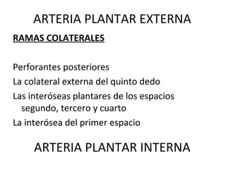 ARTERIA PLANTAR EXTERNA
RAMAS COLATERALES
Perforantes posteriores
La colateral externa del quinto dedo
Las interóseas plantares de los espacios
segundo, tercero y cuarto
La interósea del primer espacio
ARTERIA PLANTAR INTERNA
 