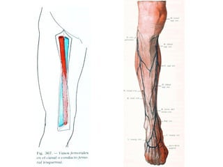 Vasos del miembro inferior