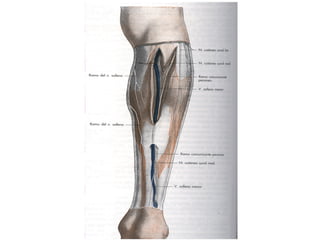 Vasos del miembro inferior