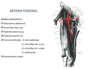ARTERIA FEMORAL
RAMAS COLATERALES
 Subcutánea abdominal
 Circunfleja ilíaca sup.
 Pudenda externa sup.
 Pudenda externa inf.
 Femoral profunda: - A. del cuádriceps
- A. circunfleja ext. o ant.
- A. circunfleja int. o post.
- A. perforantes
 Anastomótica mayor
 
