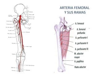 ARTERIA FEMORAL
Y SUS RAMAS
 