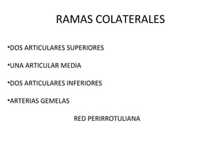 RAMAS COLATERALES
•DOS ARTICULARES SUPERIORES
•UNA ARTICULAR MEDIA
•DOS ARTICULARES INFERIORES
•ARTERIAS GEMELAS
RED PERIRROTULIANA
 