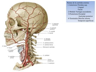 Ramas de la carótida externa:
1-Anteriores:Tiroidea sup.
              Lingual
              Facial
 2-Medial: Faríngea ascendente.
 3-Posteriores:Occipital
               Auricular posterior
 4-Terminales:Maxilar interna
              Temporal superficial.
 