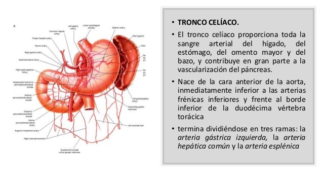 Tronco Celiaco Y Sus Ramas