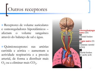 Outros receptores

  Receptores de volume auriculares
e osmoreguladores hipotalâmicos –
afectam o volume sanguíneo
através do balanço de sal e água.

  Quimioreceptores nas artérias
carótida e aórtica – aumentam a
actividade respiratória e a pressão
arterial, de forma a distribuir mais
O2 ou a eliminar mais CO2.
                                       102
 