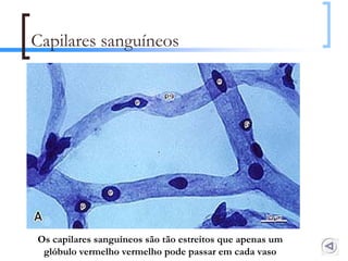 Capilares sanguíneos




Os capilares sanguíneos são tão estreitos que apenas um
 glóbulo vermelho vermelho pode passar em cada vaso       127
 