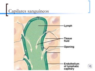 Capilares sanguíneos




                       128
 