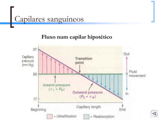 Capilares sanguíneos
       Fluxo num capilar hipotético




                                      129
 