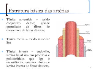Estrutura básica das artérias
Túnica adventícia – tecido
conjuntivo      denso;      grande
quantidade     de     fibras     de
colagénio e de fibras elásticas;

Túnica média – tecido muscular
liso

Túnica interna – endotélio,
lâmina basal rica em proteínas e
polissacáridos que liga o
endotélio às restantes túnicas e
lâmina interna de fibras elásticas.   17
 